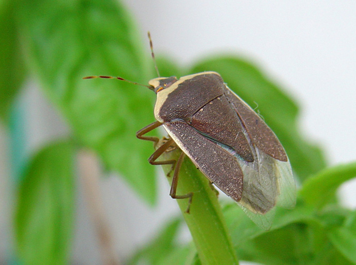 Nezara viridula f. torquata